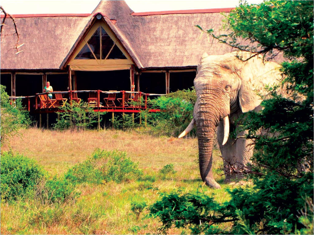Bush Lodge - Amakhala Game Reserve Exterior foto